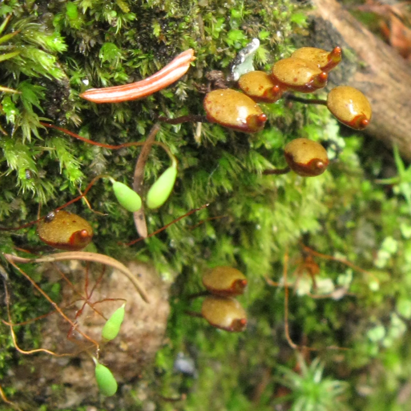 Buxbaumia aphylla